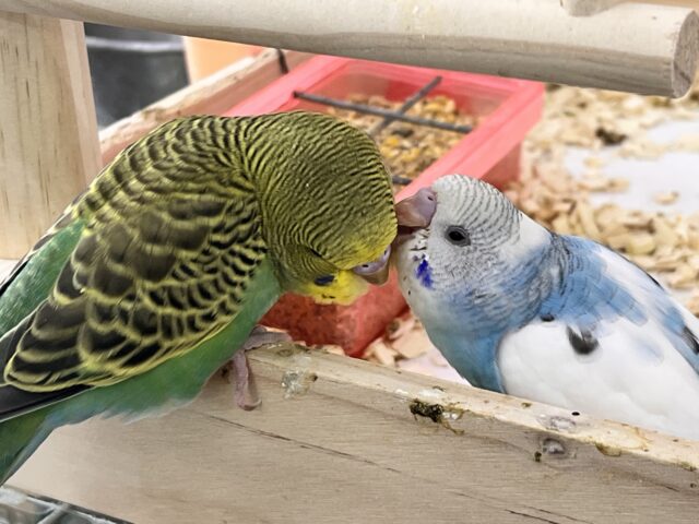 最新画像更新✨しましま🌀逆に希少カラー🍀ノーマルカラーのセキセイインコ(ヒナ)入荷しました❤️ セキセイインコ