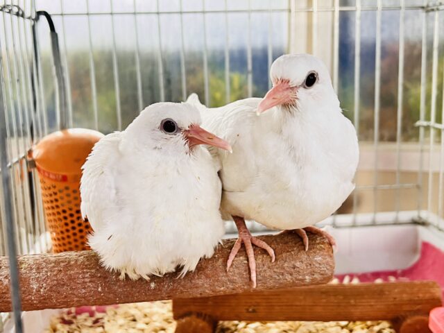 やば慣れ❤️ふわふわわたあめ☁️🕊️ギンバトのちびっこ雛が入舎しました☆ ギンバト