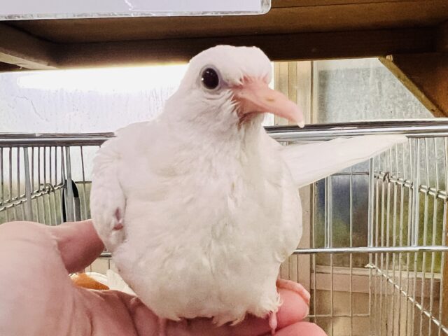 ギンバト
