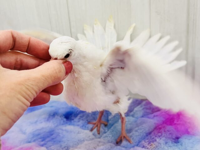 やば慣れ❤️ふわふわわたあめ☁️🕊️ギンバトのちびっこ雛が入舎しました☆ ギンバト