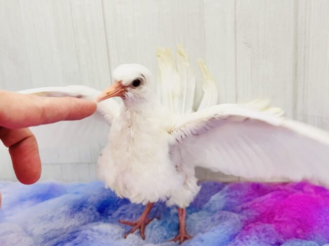ギンバト