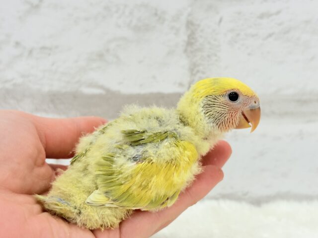 【最新画像更新🪄もうすぐひとり餌☆】フレッシュ🍋ビタミン🍊ブーケット💐コザクラインコ(タイガーチェリー) ヒナ コザクラインコ(小桜インコ)