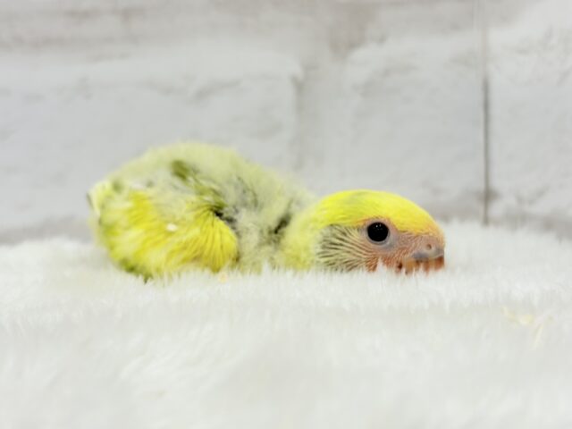 【最新画像更新🪄もうすぐひとり餌☆】フレッシュ🍋ビタミン🍊ブーケット💐コザクラインコ(タイガーチェリー) ヒナ コザクラインコ(小桜インコ)