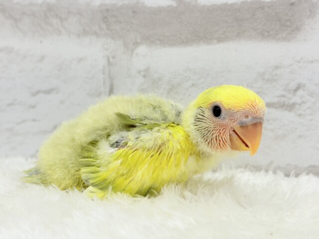 【最新画像更新🪄もうすぐひとり餌☆】フレッシュ🍋ビタミン🍊ブーケット💐コザクラインコ(タイガーチェリー) ヒナ コザクラインコ(小桜インコ)