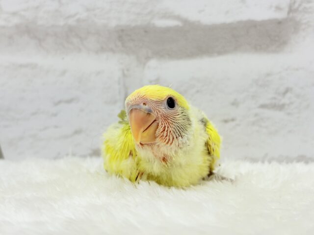 【最新画像更新🪄もうすぐひとり餌☆】フレッシュ🍋ビタミン🍊ブーケット💐コザクラインコ(タイガーチェリー) ヒナ コザクラインコ(小桜インコ)
