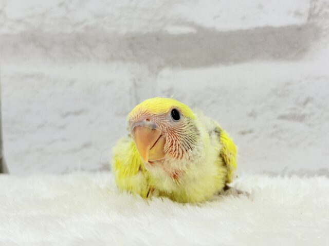 【最新画像更新🪄もうすぐひとり餌☆】フレッシュ🍋ビタミン🍊ブーケット💐コザクラインコ(タイガーチェリー) ヒナ コザクラインコ(小桜インコ)