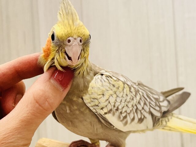 最新画像更新✨ムキッと♡パールたっぷりなオカメインコ(シナモンパール) オカメインコ