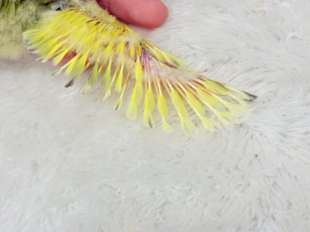 【最新画像更新🪄もうすぐひとり餌☆】フレッシュ🍋ビタミン🍊ブーケット💐コザクラインコ(タイガーチェリー) ヒナ コザクラインコ(小桜インコ)