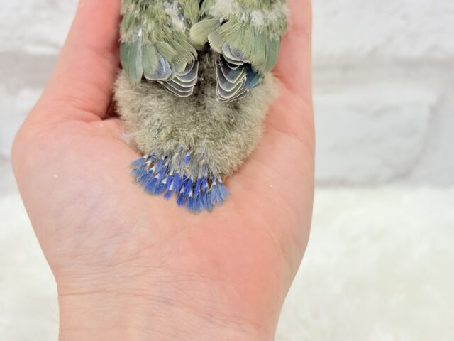 【最新画像更新🪄】これぞ定番☆ラブバード🐣💖コザクラインコ(ノーマル) ヒナ コザクラインコ(小桜インコ)