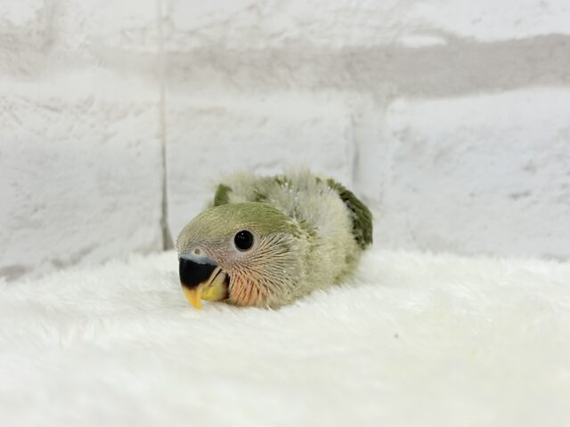 【最新画像更新🪄】これぞ定番☆ラブバード🐣💖コザクラインコ(ノーマル) ヒナ コザクラインコ(小桜インコ)