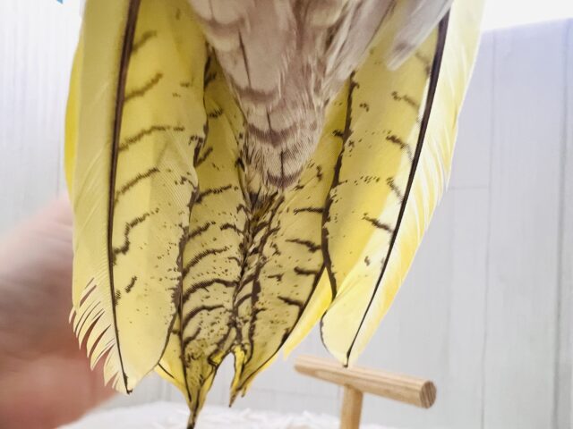 最新画像更新✨ムキッと♡パールたっぷりなオカメインコ(シナモンパール) オカメインコ