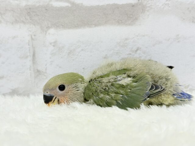 【最新画像更新🪄】これぞ定番☆ラブバード🐣💖コザクラインコ(ノーマル) ヒナ コザクラインコ(小桜インコ)