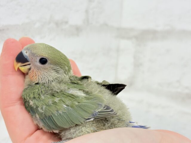 【最新画像更新🪄】これぞ定番☆ラブバード🐣💖コザクラインコ(ノーマル) ヒナ コザクラインコ(小桜インコ)