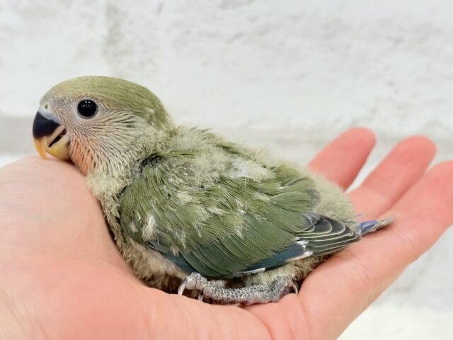 【最新画像更新🪄】これぞ定番☆ラブバード🐣💖コザクラインコ(ノーマル) ヒナ コザクラインコ(小桜インコ)