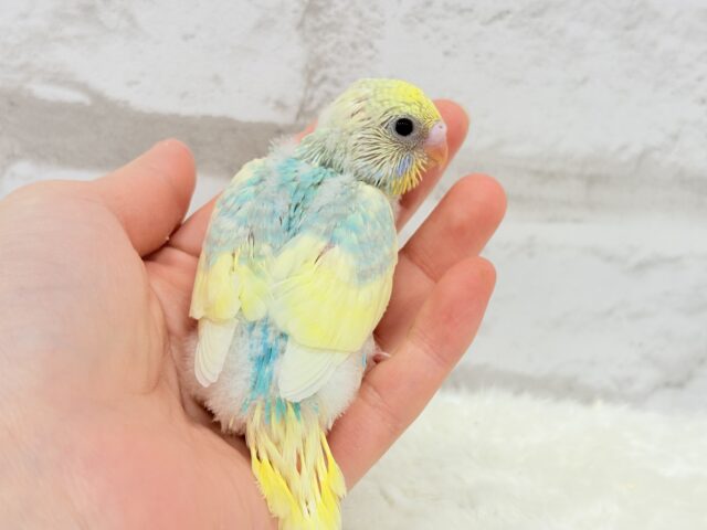 おめめパッチリ♡メロンちゃん🐣🍈セキセイインコ(パステルカラーレインボーパイド) ヒナ セキセイインコ