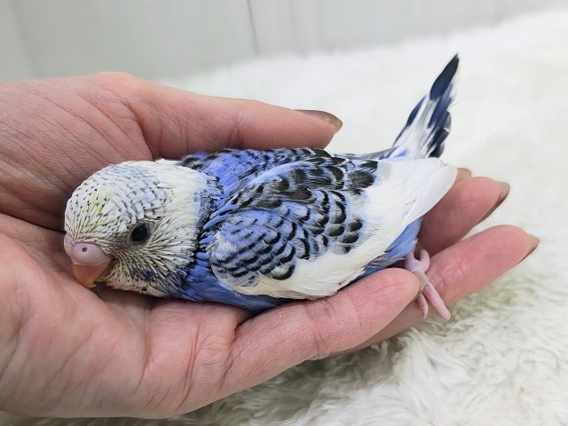 濃ゆいブルーに魅了されちゃう︎💕︎︎セキセイインコのヒナ(ブルーパイド)入荷しました❤️ セキセイインコ