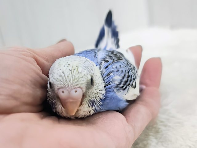 濃ゆいブルーに魅了されちゃう︎💕︎︎セキセイインコのヒナ(ブルーパイド)入荷しました❤️ セキセイインコ