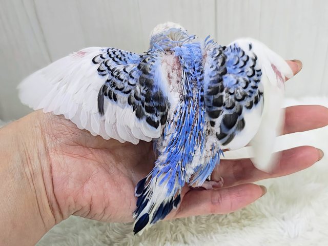 濃ゆいブルーに魅了されちゃう︎💕︎︎セキセイインコのヒナ(ブルーパイド)入荷しました❤️ セキセイインコ