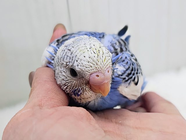 濃ゆいブルーに魅了されちゃう︎💕︎︎セキセイインコのヒナ(ブルーパイド)入荷しました❤️ セキセイインコ
