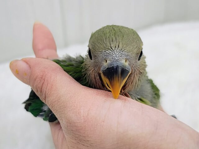 お抹茶カラー🍵でリラックス〜🌿コザクラインコのヒナ(ノーマル)入荷しました❤️ コザクラインコ(小桜インコ)