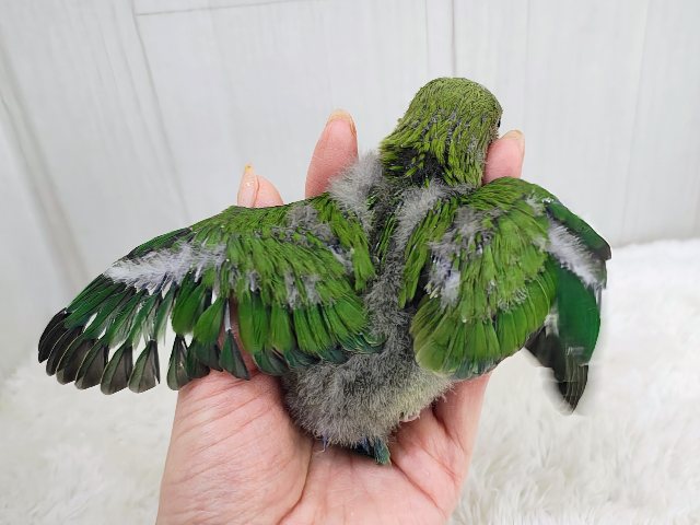 お抹茶カラー🍵でリラックス〜🌿コザクラインコのヒナ(ノーマル)入荷しました❤️ コザクラインコ(小桜インコ)