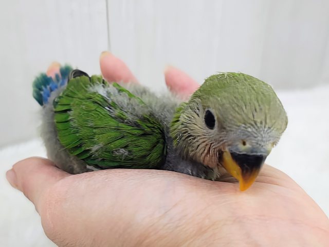 お抹茶カラー🍵でリラックス〜🌿コザクラインコのヒナ(ノーマル)入荷しました❤️ コザクラインコ(小桜インコ)