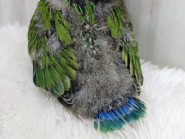 お抹茶カラー🍵でリラックス〜🌿コザクラインコのヒナ(ノーマル)入荷しました❤️ コザクラインコ(小桜インコ)