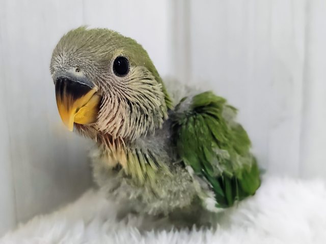 お抹茶カラー🍵でリラックス〜🌿コザクラインコのヒナ(ノーマル)入荷しました❤️ コザクラインコ(小桜インコ)