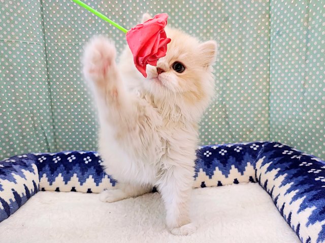 スリスリ超甘えん坊💗にゃあアピールとまらないスコティッシュフォールドの男のコきました✨ スコティッシュフォールド