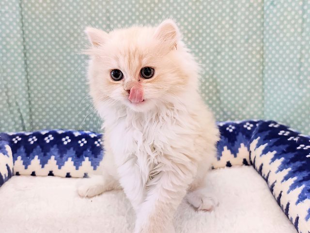 スリスリ超甘えん坊💗にゃあアピールとまらないスコティッシュフォールドの男のコきました✨ スコティッシュフォールド