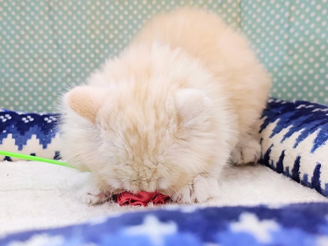 スリスリ超甘えん坊💗にゃあアピールとまらないスコティッシュフォールドの男のコきました✨ スコティッシュフォールド