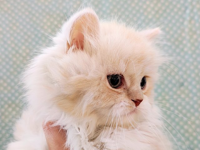 スリスリ超甘えん坊💗にゃあアピールとまらないスコティッシュフォールドの男のコきました✨ スコティッシュフォールド
