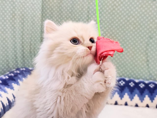 スリスリ超甘えん坊💗にゃあアピールとまらないスコティッシュフォールドの男のコきました✨ スコティッシュフォールド