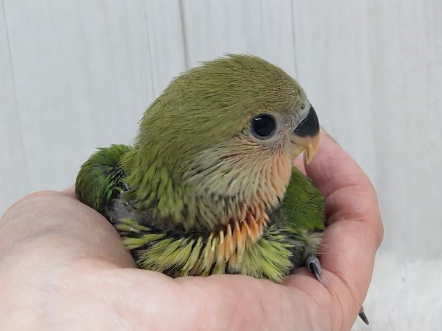 夕焼けみたいに真っ赤に染まる〜☀️コザクラインコのヒナ(ノーマル)入荷しました コザクラインコ(小桜インコ)