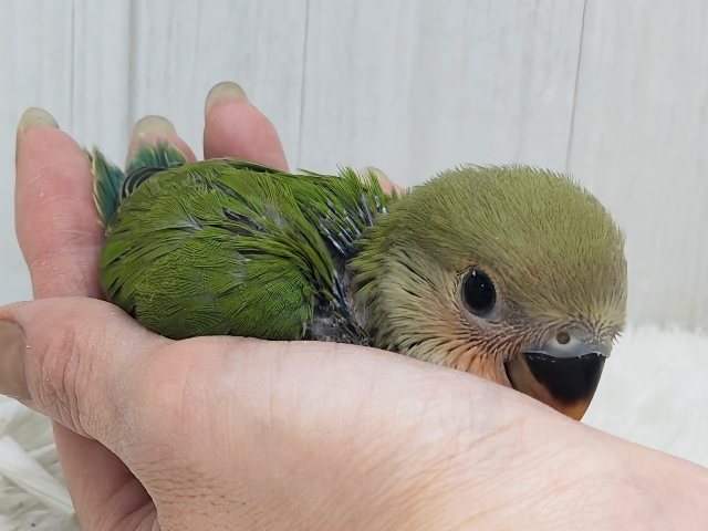 夕焼けみたいに真っ赤に染まる〜☀️コザクラインコのヒナ(ノーマル)入荷しました コザクラインコ(小桜インコ)