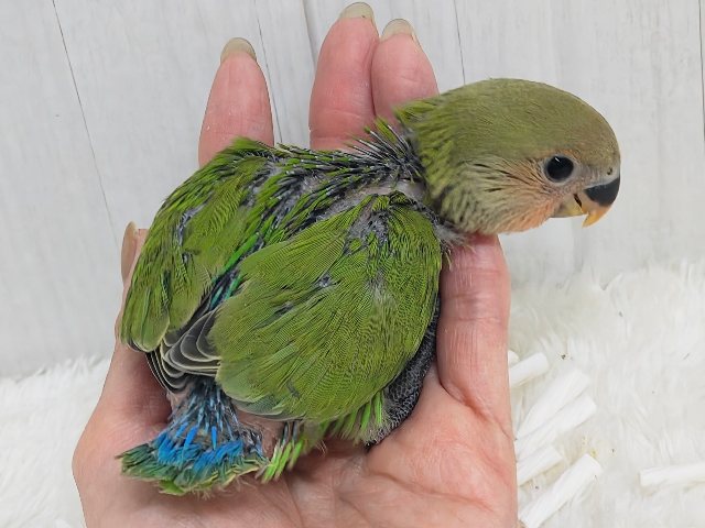 夕焼けみたいに真っ赤に染まる〜☀️コザクラインコのヒナ(ノーマル)入荷しました コザクラインコ(小桜インコ)