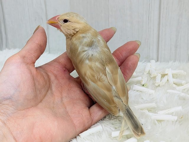 画像更新☆きなこカラーで優しい色味✨シナモン文鳥さん入荷しました❤️ シナモン文鳥