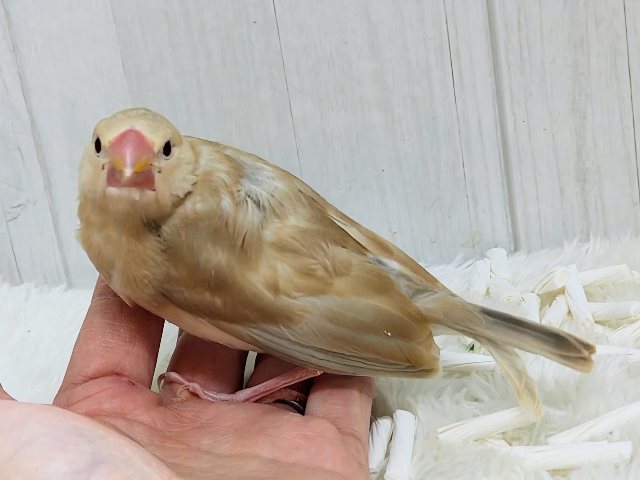 画像更新☆きなこカラーで優しい色味✨シナモン文鳥さん入荷しました❤️ シナモン文鳥