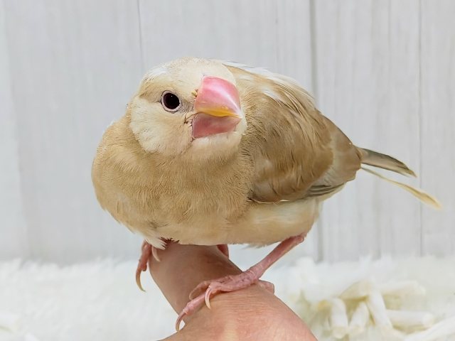 画像更新☆きなこカラーで優しい色味✨シナモン文鳥さん入荷しました❤️ シナモン文鳥