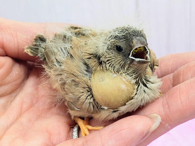 最新画像更新💓ぱやぱや静電気??⚡ジャンボキンカ鳥のヒナ入荷しました❤️ ジャンボキンカチョウ