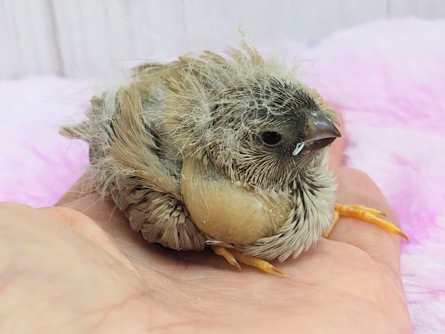最新画像更新💓ぱやぱや静電気??⚡ジャンボキンカ鳥のヒナ入荷しました❤️ ジャンボキンカチョウ
