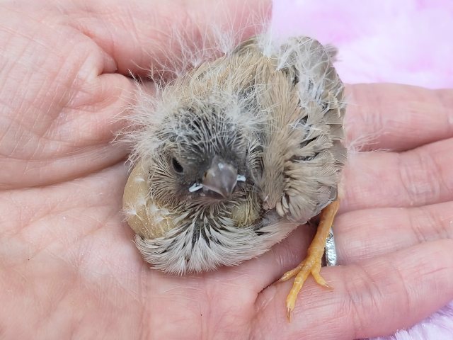 最新画像更新💓ぱやぱや静電気??⚡ジャンボキンカ鳥のヒナ入荷しました❤️ ジャンボキンカチョウ