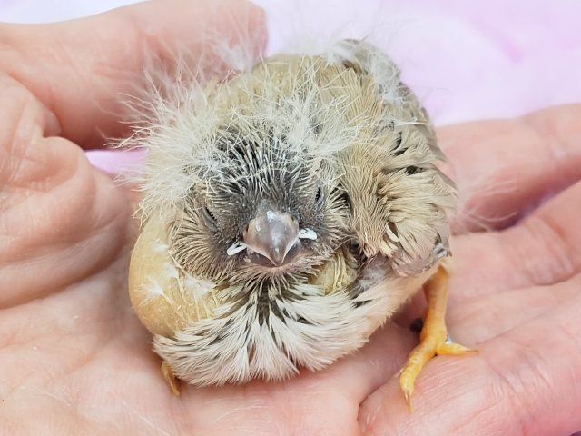 最新画像更新💓ぱやぱや静電気??⚡ジャンボキンカ鳥のヒナ入荷しました❤️ ジャンボキンカチョウ