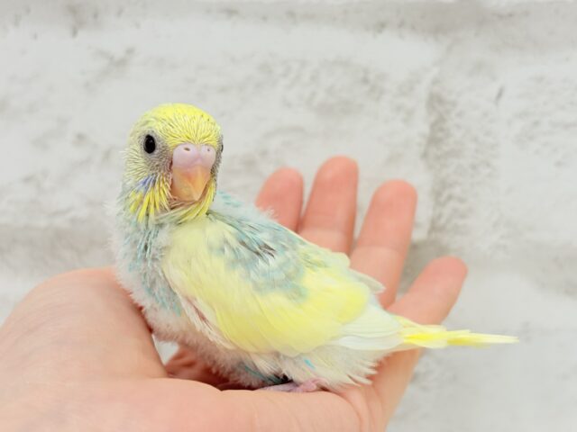 おめめパッチリ♡メロンちゃん🐣🍈セキセイインコ(パステルカラーレインボーパイド) ヒナ セキセイインコ