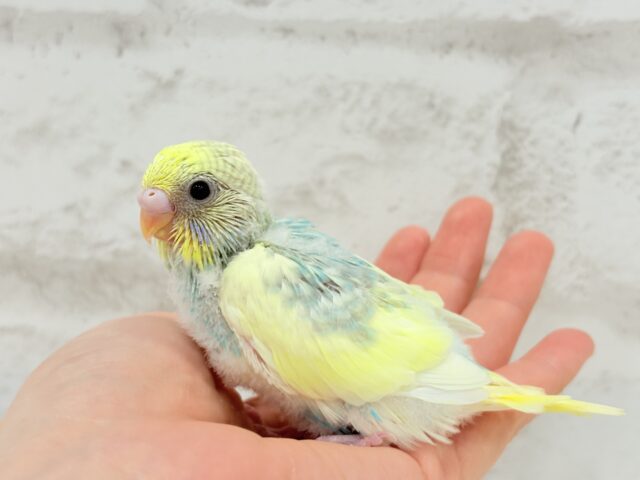おめめパッチリ♡メロンちゃん🐣🍈セキセイインコ(パステルカラーレインボーパイド) ヒナ セキセイインコ