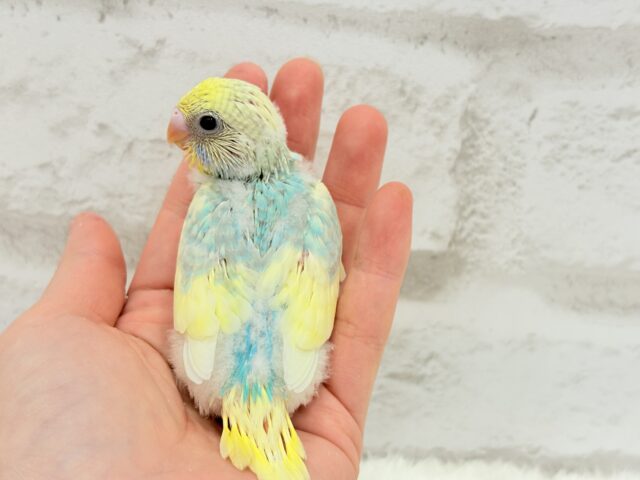 おめめパッチリ♡メロンちゃん🐣🍈セキセイインコ(パステルカラーレインボーパイド) ヒナ セキセイインコ