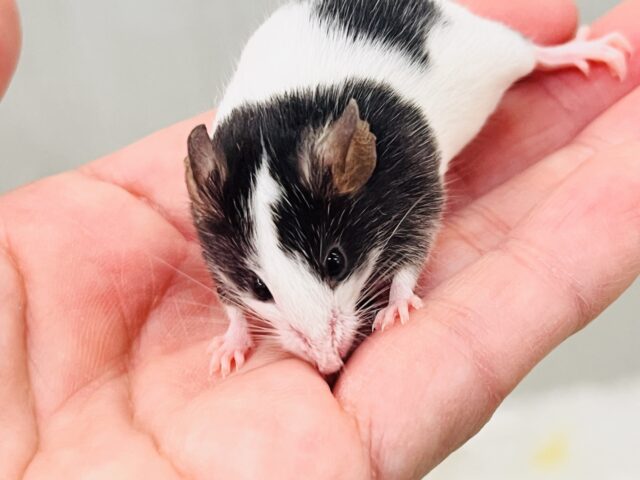 ちっちゃなちっちゃなネズミさん♡🐭パンダマウスの女の子❤️ パンダマウス
