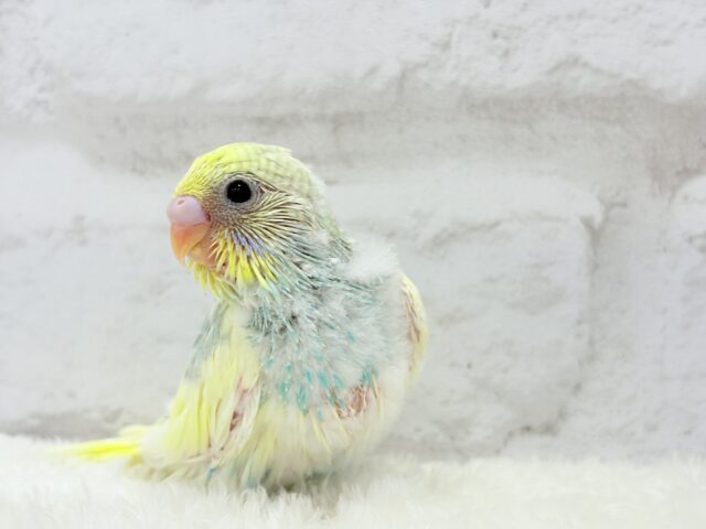 おめめパッチリ♡メロンちゃん🐣🍈セキセイインコ(パステルカラーレインボーパイド) ヒナ セキセイインコ