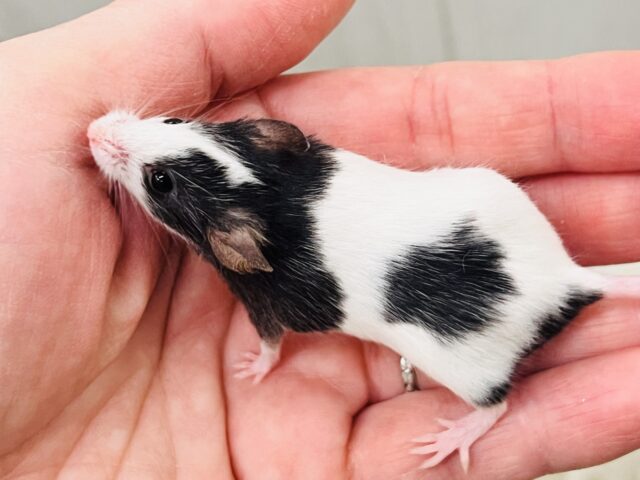 パンダマウス