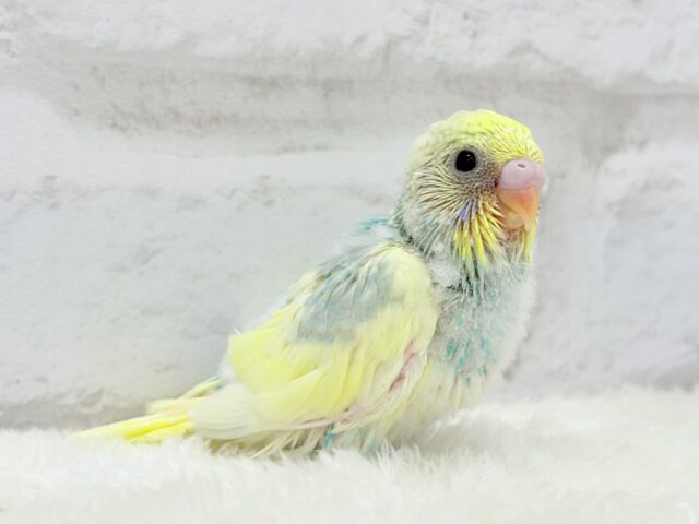 おめめパッチリ♡メロンちゃん🐣🍈セキセイインコ(パステルカラーレインボーパイド) ヒナ セキセイインコ